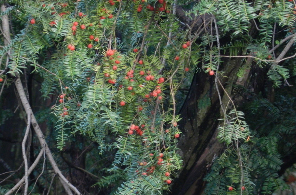 紅豆杉